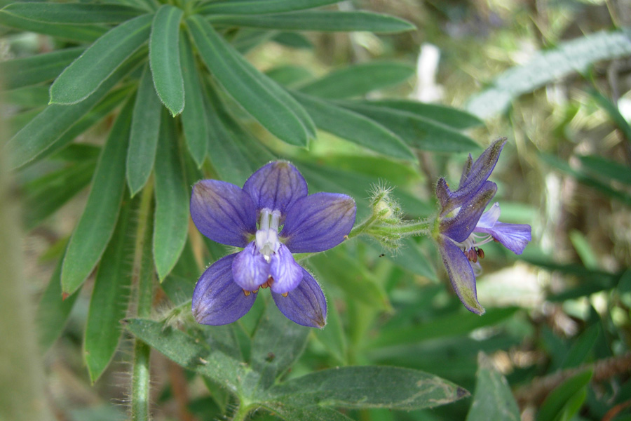 Da Creta: sei fiori senza identit